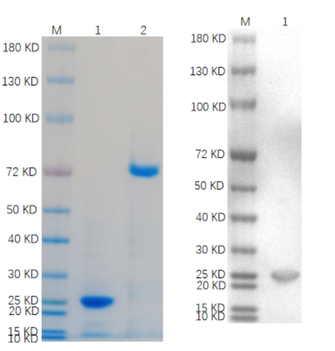 Reducing 4%-20% SDS-PAGE (CBB stained) and WB (Anti-His Mouse Monoclonal antibody) analysis profiles of purified MGMT.
1. MGMT 
2. BSA